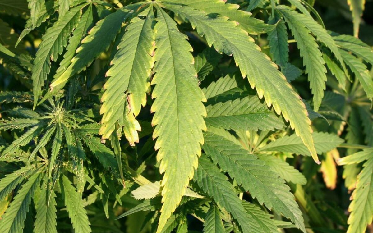 1612706842hanf haschisch marihuana cannabis drogen rauschgift by susanne schmich pixelio de 1612706842hanf haschisch marihuana cannabis drogen rauschgift by susanne schmich pixelio de